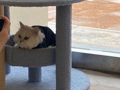 -猫力发电所·宠物专门店