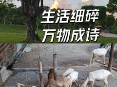 -深圳野生动物园