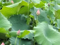 -金银湖国家城市湿地公园