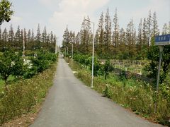 -上海长兴岛郊野公园