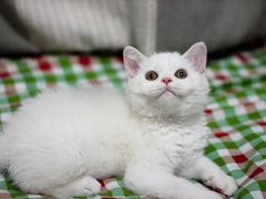 -Bastet sally猫舍购宠(静安店)