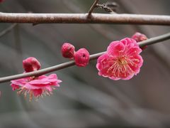 -国家植物园