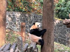 -都江堰中华大熊猫苑