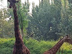 -北京野生动物园