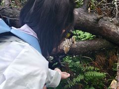 -五营红松林海景区