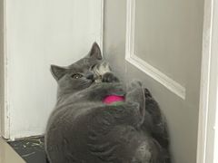 -欣宠猫屋·矮脚拿破仑·蓝金金渐层