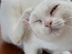 -有猫主题·治愈系猫咖(曾厝垵店)