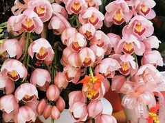 -溪岸路花鸟市场