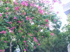 -大埔公路-马料水段香港中文大学(公交站)