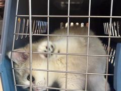 -猫十亿·布偶金渐层·曼基康矮脚猫舍(青年路店)