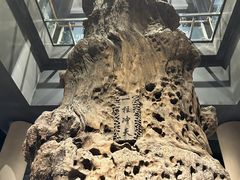 -乐山乌木文化博览苑