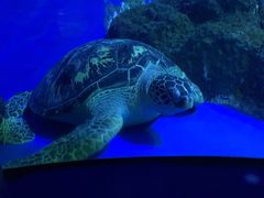 -成都浩海立方海洋公园