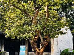 -上海市龙华烈士陵园