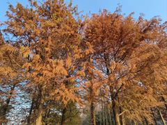 -上海长兴岛郊野公园