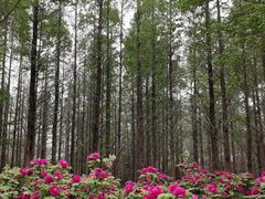 -洛阳市隋唐城遗址植物园