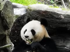 -都江堰中华大熊猫苑