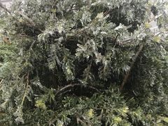 -南岳衡山风景名胜区-南岳大庙