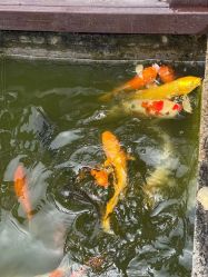 -安琪朵朵独栋花园月子中心
