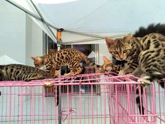 -新世界百货(顺义店)