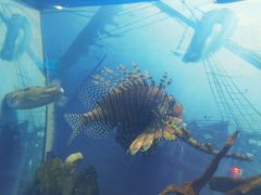 -烟台海昌鲸鲨海洋公园