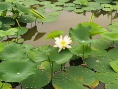 -莲花池公园