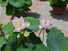 -莲花池公园