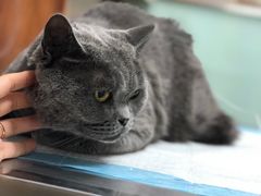 -纳吉亚猫专科动物医院博雅分院