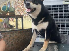 -柴犬高等学院·狗咖·柴犬售卖·宠物训练