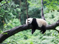 -中国大熊猫保护研究中心雅安碧峰峡基地