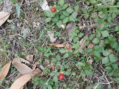 -铁山坪森林公园