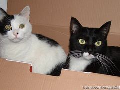 -彩虹桥宠物火化殡葬善终服务(金乐大厦店)