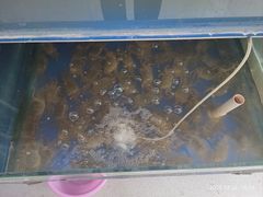 -阳澄湖大闸蟹·琼灵阁牌品牌连锁(吴中总店)