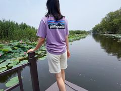 -滕州微山湖红荷湿地景区
