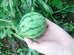 -洪湖生态旅游区