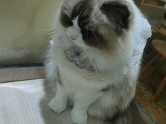 -藏猫猫咖啡主题馆(中央大道店)