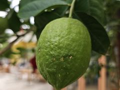 -柠檬花院烤肉·围炉煮茶·草坪团建·生日派对(三圣乡店)