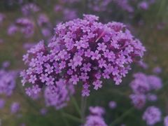 -西京湾花海