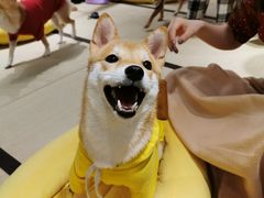 -逗柴咖啡屋·狗咖猫咖宠物桌游