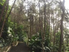 -铁山坪森林公园