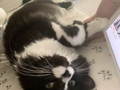 -凯特喵百思猫专科医院