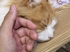 -豆逗聊愈猫阁Easy Life