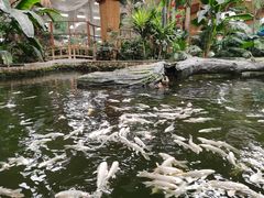 -南宫五洲植物乐园