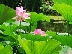 -长春市南湖公园