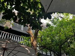 -Fern Forest Cafe