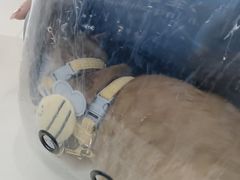-全心全意连锁动物医院·微创中心·内科急重症·心脏专科(丰管路店)