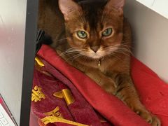 -喜多萌中农锦绣动物医院24H·猫科·牙科MRI·CT