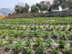 -春花秋色城市公园