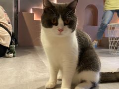 -猫儿山۰猫主题餐厅