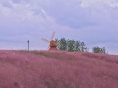-杭州湾海上花田景区