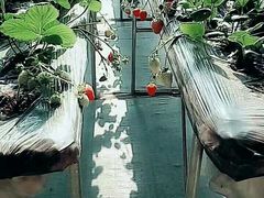 -甜心庄园·甜心草莓采摘园(西青中北店)
